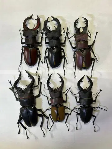 생물대도감 톱사슴벌레 미야마사슴벌레 세트