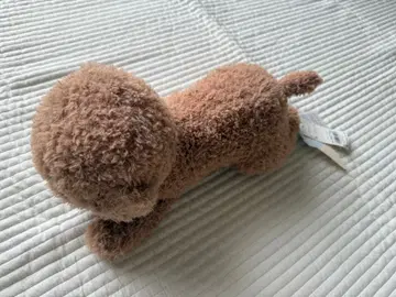 토이 푸들 제라피케 봉제 인형 완판템