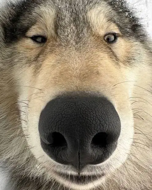 Chainsaw Man Reze 1st week pre-order benefit main poster (flaws included)