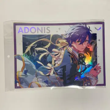 앙스타 아도니스 스텔라 사진