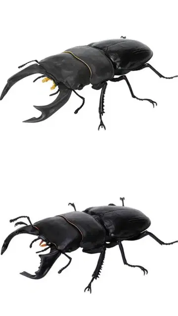 생물대도감 오오쿠와가타 다이오 히라타쿠와가타