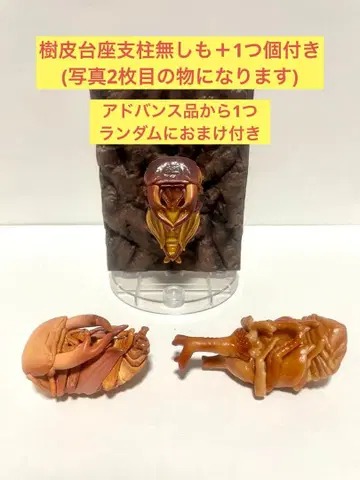 대특가 생물대도감 번데기 사슴벌레 딱정벌레 3개 세트