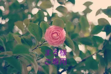 마로님, 별 귀찌