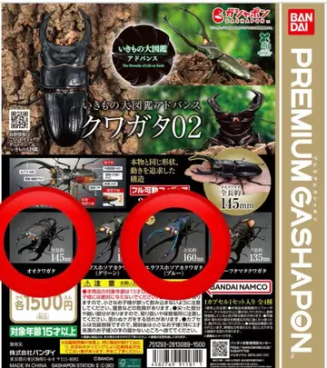 생물대도감 어드밴스 사슴벌레 02 오오쿠와 에라푸스 호소아카사슴벌레 블루