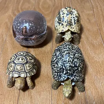 생물대도감 거북05 거북06 4종류 세트