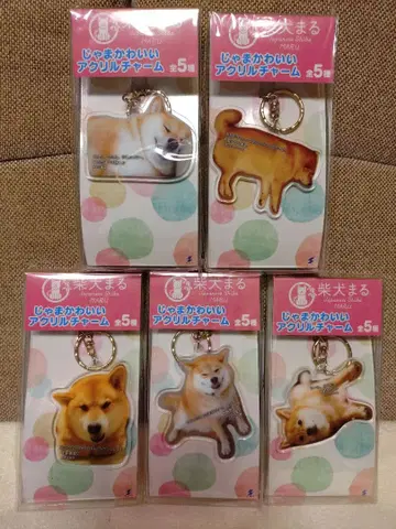 미개봉 시바견 마루 자마 귀여운 아크릴 참 (키링) 전 5종 세트