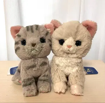 Sunlemon 키튼 봉제 인형 아메리칸 숏 헤어 래그돌