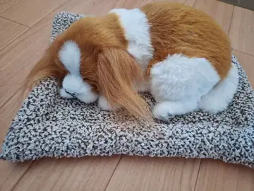 캬바리아 졸린 강아지 봉제 인형 프라이스