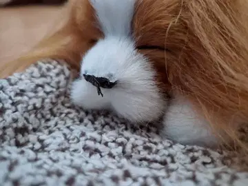 캐벌리어 졸린 강아지 봉제 인형 프라이즈