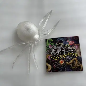 다카라지마사 늘어나는 리얼 위험 생물 거미