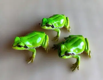 개구리 피규어 3개 세트
