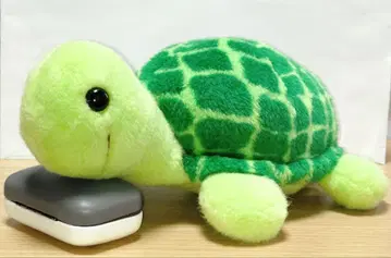 마츠시마 수족관 거북이 카메 봉제 인형 새상품급