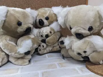 코알라 모자  3세트