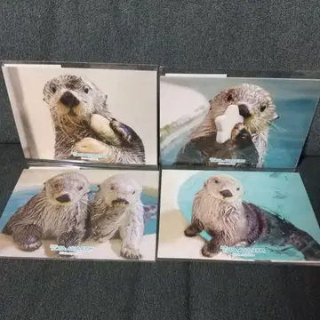 캡슐 복권 토바 수족관 메이짱 키라짱 프로마이드