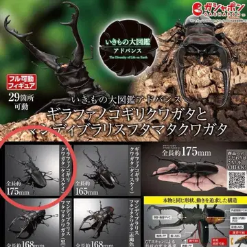 생물대도감 어드밴스 파 사슴벌레