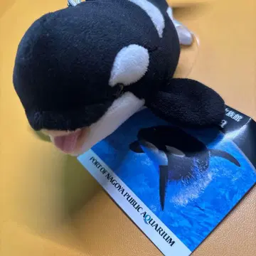 나고야항 수족관 사육사 감수 범고래 봉제 인형 키링 마스코트