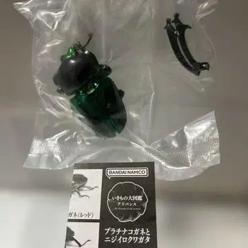 생물대도감 어드밴스 무지개사슴벌레 (그린 컬)