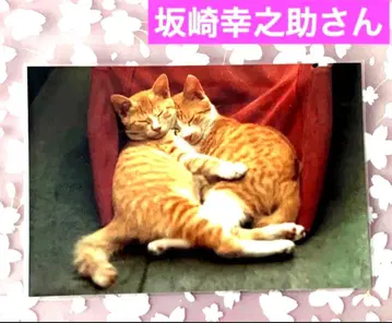 THE ALFEE 사카자키 코노스케 한신아와지 대지진 차리티 엽서