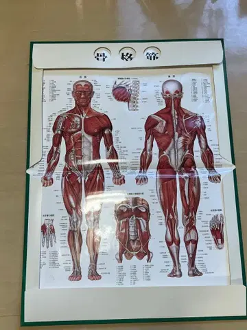 인체 해부도 A2 사이즈 일본어
