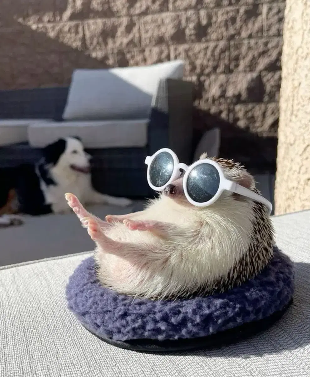 Pokémon Pammo Doll Nuigurumi