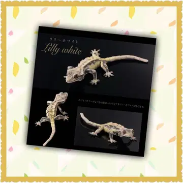 생물대도감 크레스티드 게코 릴리 화이트 새상품 미사용품