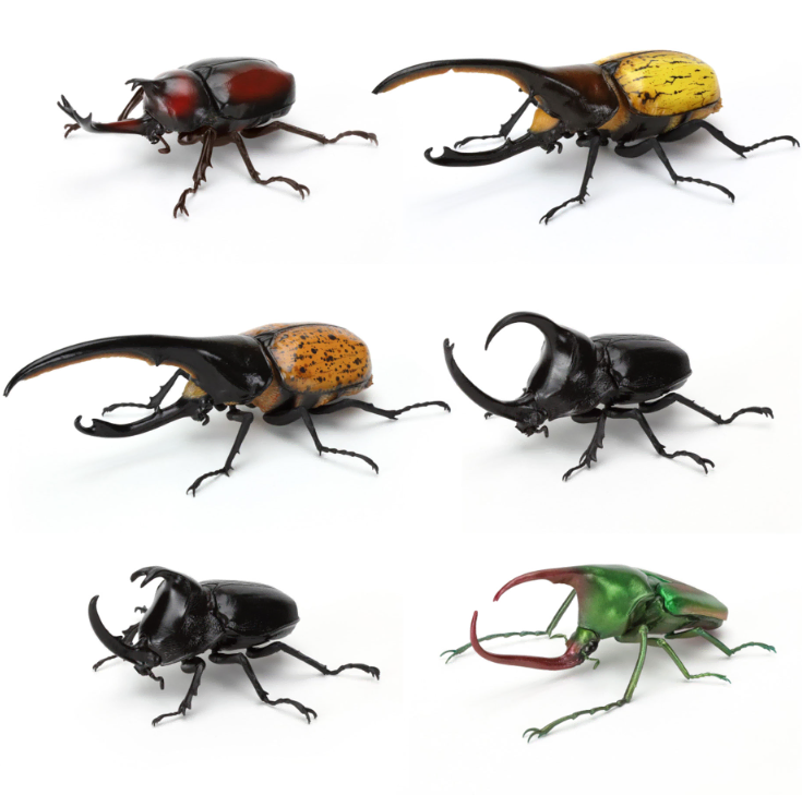 Creature Encyclopedia Stag Beetle Vol. 9 Display Stand 6 Types Set Figure Online Edition