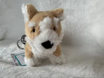 미사용 제리캣 코기 백참 jellycat 개