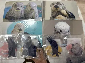 캡슐 복권 토바 수족관 랏코의 메이짱 복권 리턴즈!