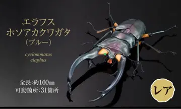 생물대도감 어드밴스 사슴벌레 02 에라푸스 호소아카사슴벌레 블루