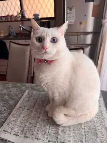 유타 콜렉션 캔