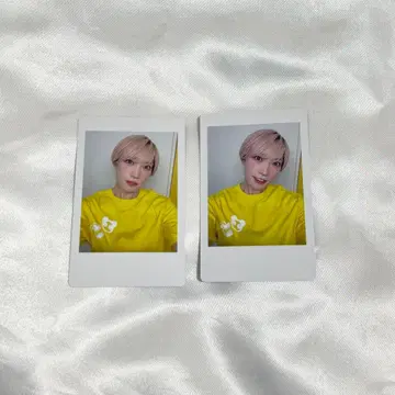 팬더 드래곤 하피카 타이거