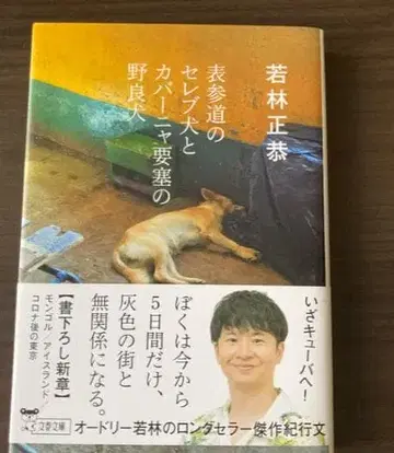 오모테산도의 셀럽 개와 카바냐 요새의 떠돌이 개