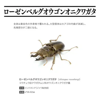 로젠베르그 황금귀 사슴벌레