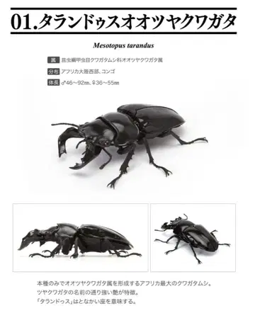 타란두스 오오츠야 사슴벌레