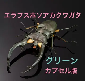 생물대도감 어드밴스 사슴벌레 02 에라푸스호소아카사슴벌레 (그린) 단품