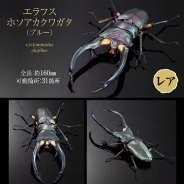 생물대도감 어드밴스 사슴벌레 02 에라푸스 하늘소사슴벌레 (블루)