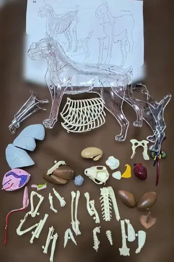 모형 키트 개 4D Visible Dog