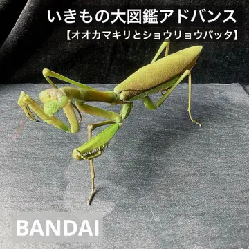 생물대도감 어드밴스 오오카마키리 & 쇼료바타 피규어