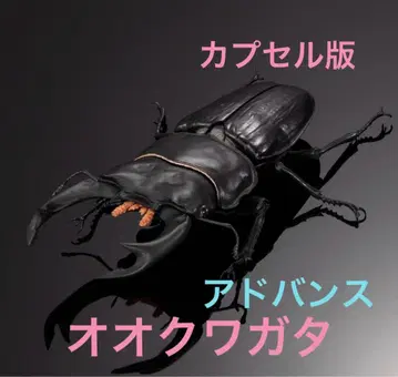 생물대도감 어드밴스 사슴벌레 02 오오쿠와가타 단품 캡슐판