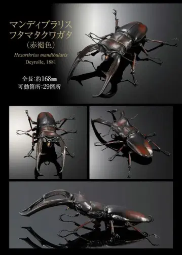 생물대도감 맨디브라리스 후타마타 사슴벌레 적갈색