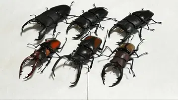 생물대도감 수마트라 넓적사슴벌레, 큰사슴벌레 기타 사슴벌레 세트