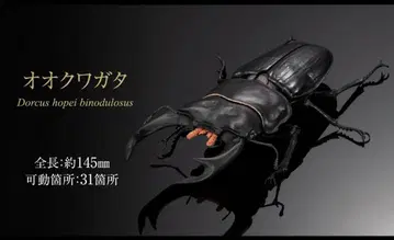 생물대도감 어드밴스 사슴벌레 02 오오쿠와가타 3