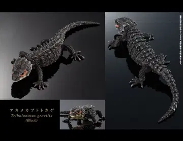 생물대도감 어드밴스 아카메가부토 도마뱀 (블랙) 온라인판