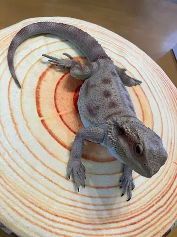 비어디드래곤 피규어