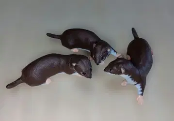 이타치 피규어 3체 세트