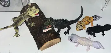 생물대도감 가챠가챠