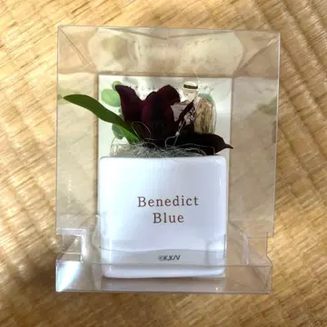 바이올렛 에버가든 페이크 플라워 베네딕트