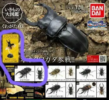 생물대도감 사슴벌레03 오오쿠와가타 가챠