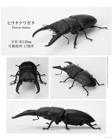 생물대도감 사슴벌레 06 히라타사슴벌레 가챠