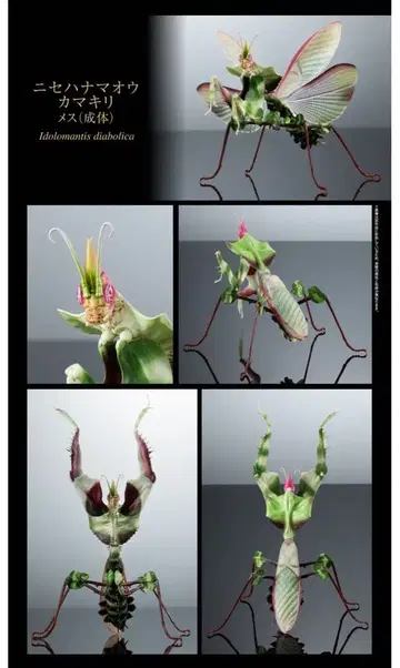 니세하마오 사마귀 암컷 (성체)